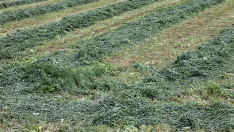 Fresh Cut Alfalfa Hay On Stock Footage Video 100 Royalty Free 501454