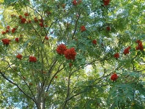 The Native American Mountain Ash Trees Are A Brilliant Red Color This
