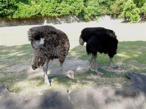 The Online Zoo Common Ostrich