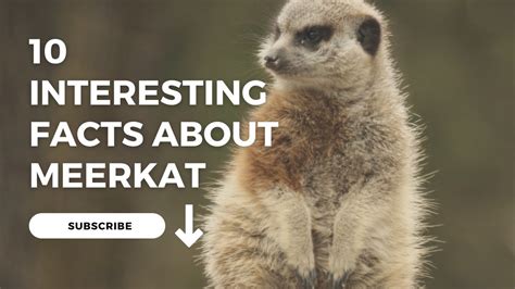10 Interesting Facts About Meerkat Youtube