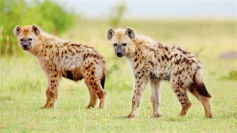 Hyenas Kill 1 Injure 2 Near Kenyan Varsity