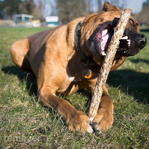 People who have brought this hybrid into their home have discovered what a wonderful pet they make. Conor - Rhodesian Ridgeback Labrador mix | H2Meyer Photography