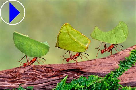Live Streaming Webcam Leafcutter Ants Museum Of Science Boston