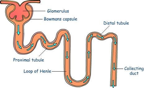 What Are The Functions Of Nephron Med