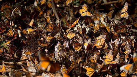 10 Inspirational Photos From The Monarch Butterfly Migration Huffpost