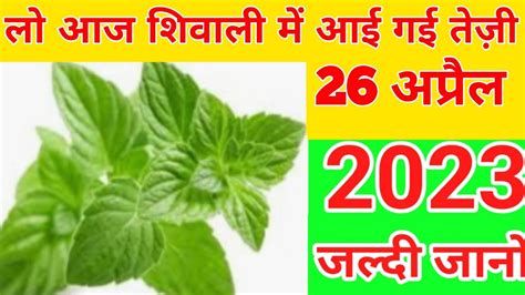 26 April 2023 piprment oil rate todayआज शिबाली भाव26 अप्रैल 2023