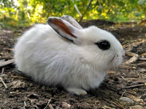 Dwarf Hotot Rabbit Breed Info Pictures Traits And Facts Pet Keen
