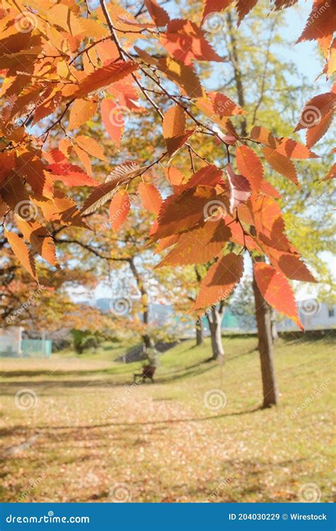 Vertical Shot Of Orange Leaves On A Tree In A Park Stock Image Image