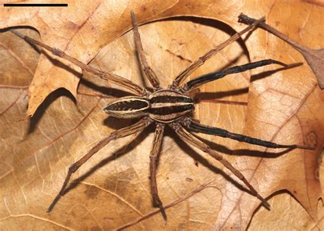 Rabid Wolf Spider A Guide To The Non Insect Ecdysozoans Tardigrades