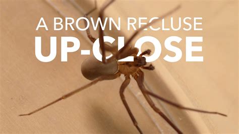 A Brown Recluse Close Up Youtube