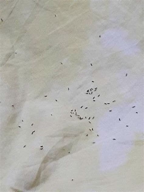 Identifying Tiny Black Flying Bugs Thriftyfun