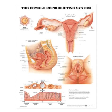 Laminated Anatomical Chart Female Reproductive System MedTree UK