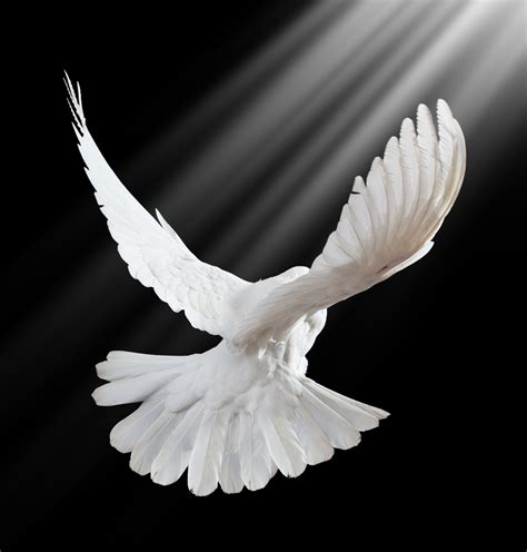 Dove Of Peace Best Mediums Blog