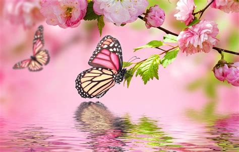 Pink Flower Butterfly Wallpapers Top Hình Ảnh Đẹp
