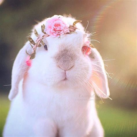 Just Chilling In Her Flower Crown Pet Bunny Funny Bunnies Cute Babies