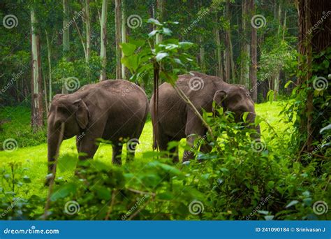 Grupo De Elefantes Familiares Em Roaming E Comendo Grama Na Floresta