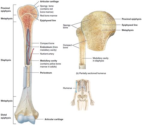 The end of the long bone is the epiphysis and the shaft is the diaphysis. Avascular Necrosis - Causes, Symptoms, Prevention & Treatment