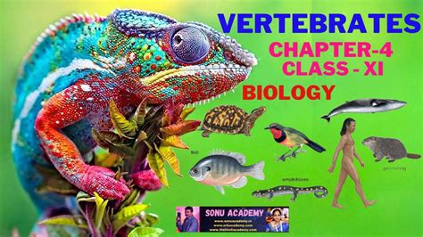 Vetebrates Animal Kingdom Biology Chapter 4 Class Xi Cbse