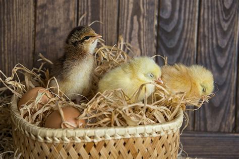 Pictures Birds Chicks Eggs Wicker Basket Animal