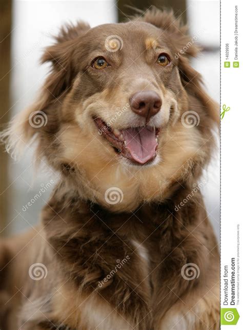 Smiling Australian Shepherd Stock Photo Image Of Curly