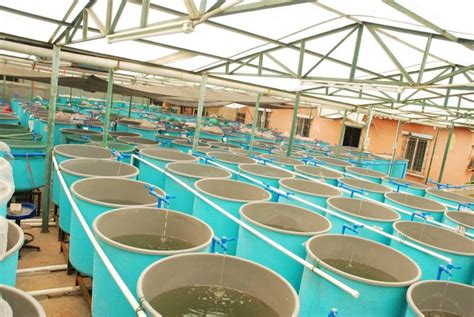 Aquaculture Emerges Across Midwest Iowa Agribusiness Network