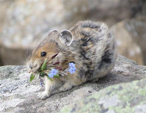 12 Pictures Of The Alpine Pika That Look Like Theyre Racing Home To