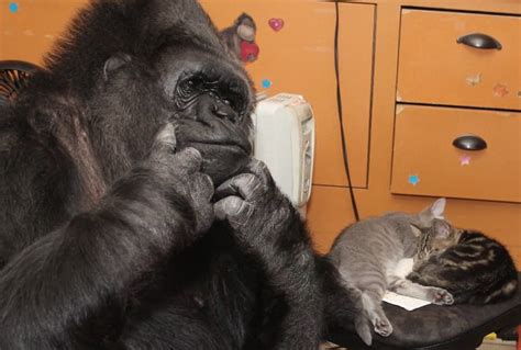 Koko The Gorilla Adopts Two Kittens And Cuddles Up To Them In Footage