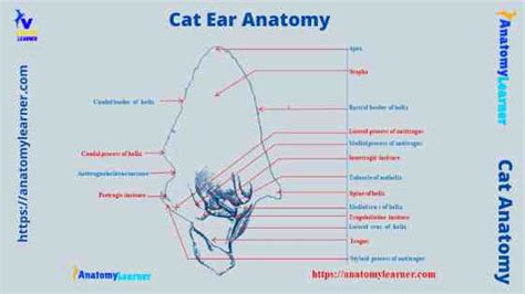 Cat Ear Anatomy External Middle And Inner Ears With Diagram