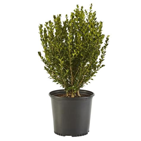 Wintergreen Boxwood Live Shrub 1 Gallon