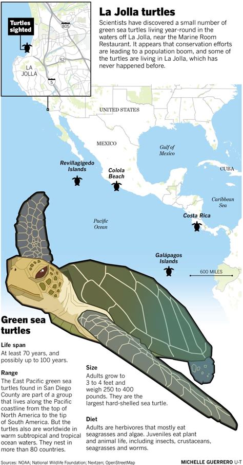 Scientists Discover Eternal Green Sea Turtles Living Year Round Off