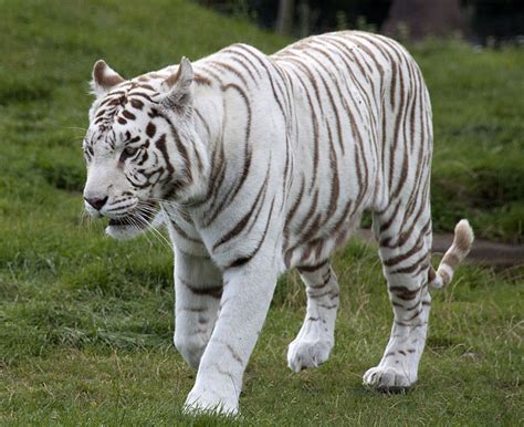 Young man standing against patterned wall. White Tiger Mauls Class 12 Student to Death in Delhi Zoo ...