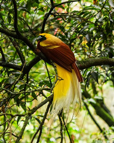 Papua New Guinea Bird Watching Holidays Birds Of Paradise The Travelling Naturalist