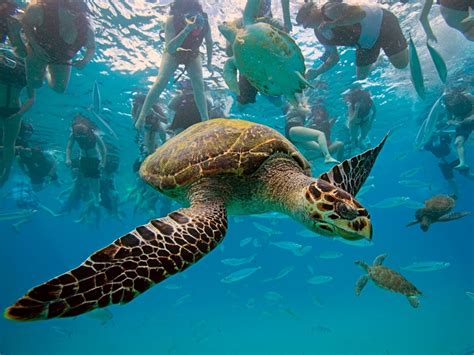 Hawksbill Turtle Barbados