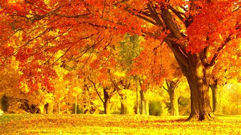 Autumn Season Fall Color Tree Forest Nature Landscape Wallpaper