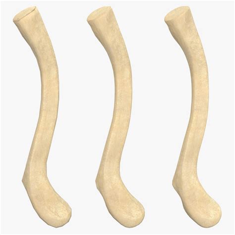 3d Clavicle Bone