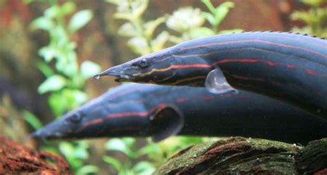 Mastacembelus Erythrotaenia Fire Eel — Seriously Fish