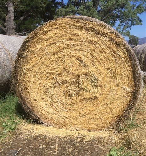 Oatenryegrass Round Hay Bales For Sale Farm Tender