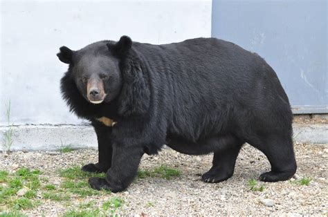 Asiatic Black Bear Asiatic Black Bear Ursus Thibetanus Bears