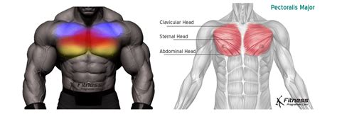 Learn How To Do A Chest Workout Hypertrophy Chest Workout