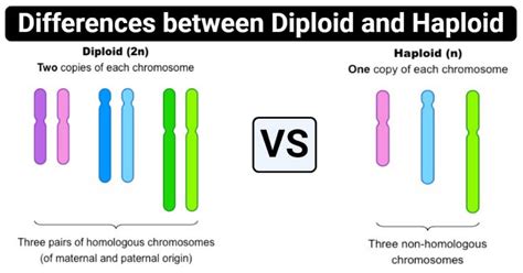 Diploid Vs Haploid 12 Major Differences Examples