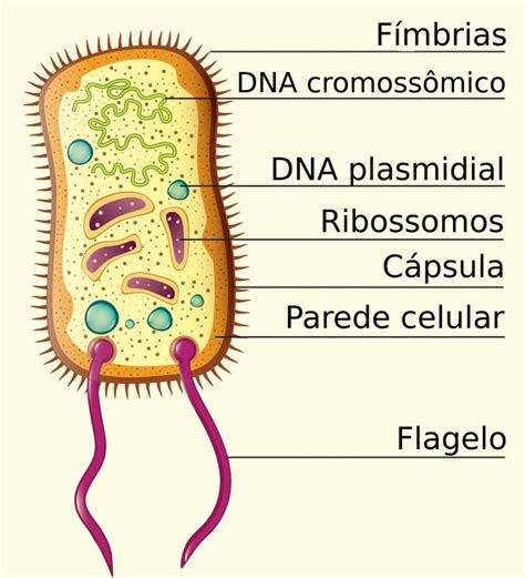 Célula Procariótica Ou Procarionte Biologia Infoescola