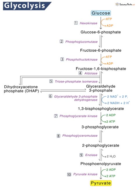Glycolysis Pathway With Enzymes