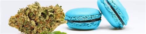 Blue Cookies Cannabis Strain The Complete Review