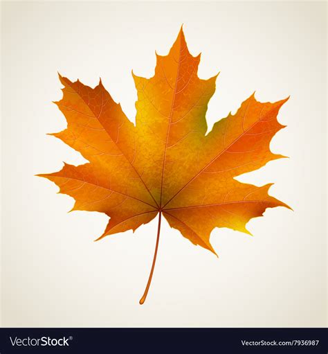 Autumn Maple Leaf Br