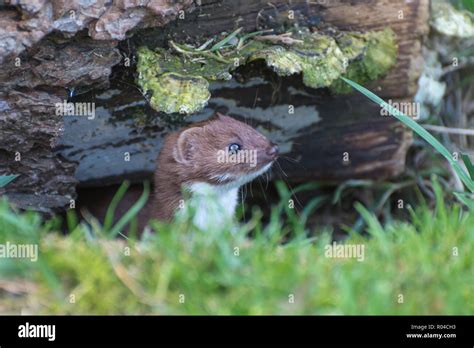 Weasel Mustela Nivalis Peeking Out Of A Hole In A Log Pile The