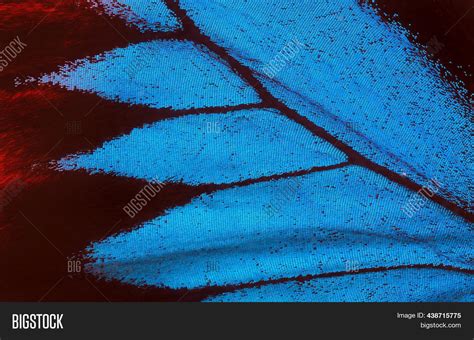 Wing Butterfly Ulysses Image And Photo Free Trial Bigstock