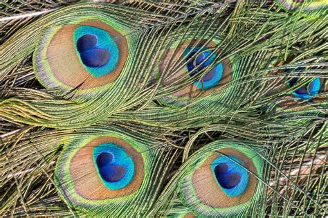 closeup of peacock feathers stock image image of colorful pattern 96207377