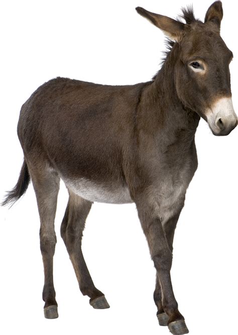 Donkey Png Transparent Images Png All