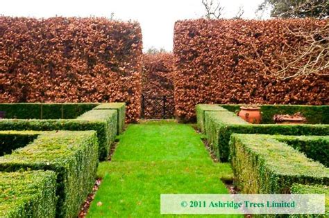 Advice On Buying A Beech Hedge And Choosing The Right