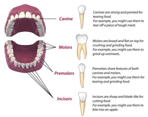 Mammalian Teeth Human With Their Different Types Of Teeth Mammals